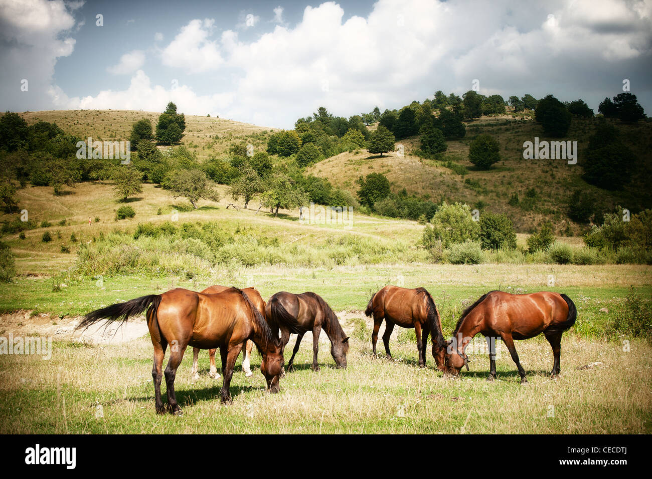Beautiful landscape wild horses hi-res stock photography and images - Alamy