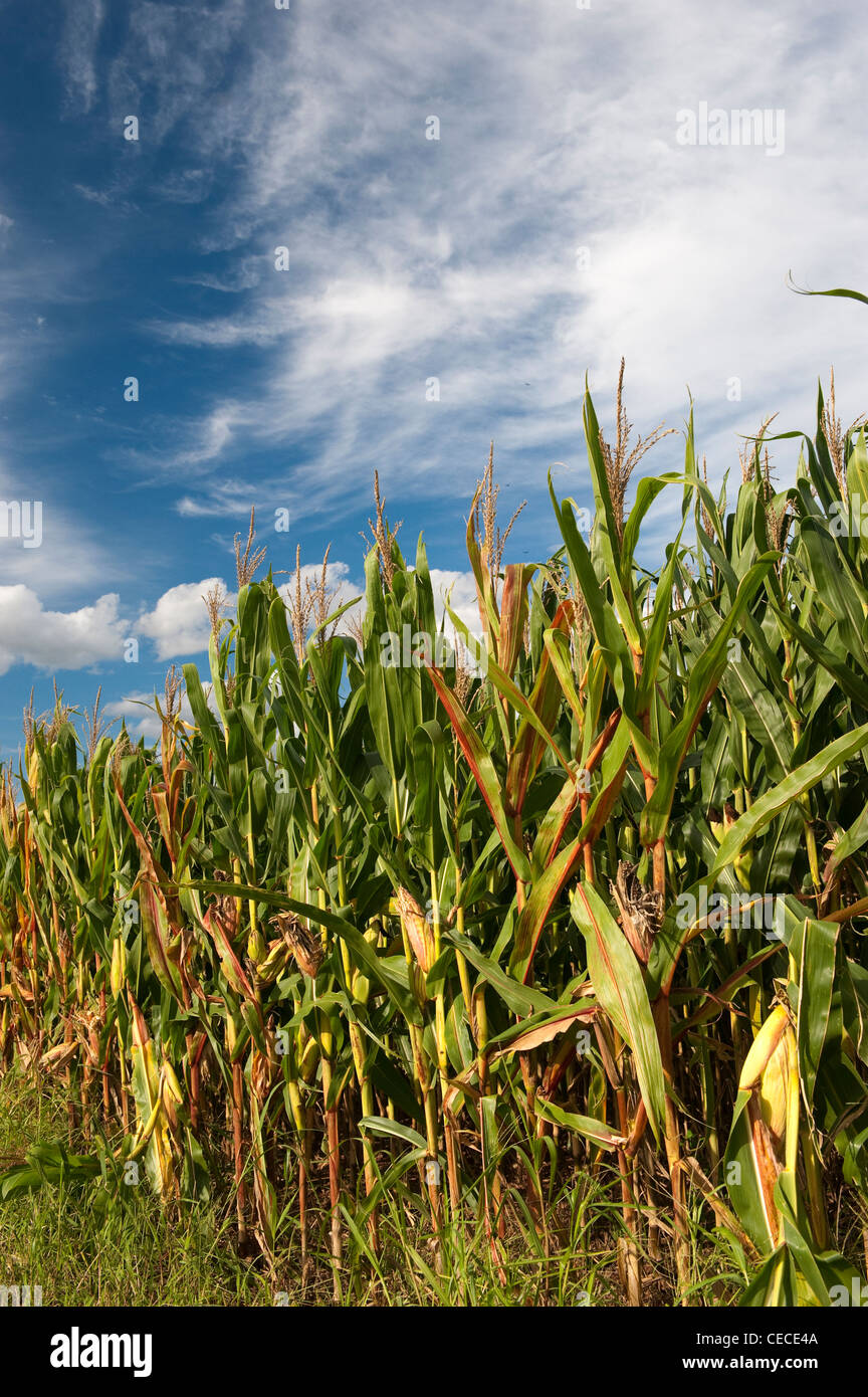 Maize crop. Pennsylvania Stock Photo Alamy