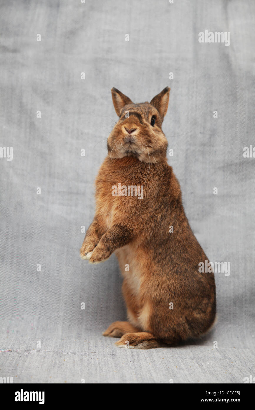 Stand rabbit hi-res stock photography and images - Alamy