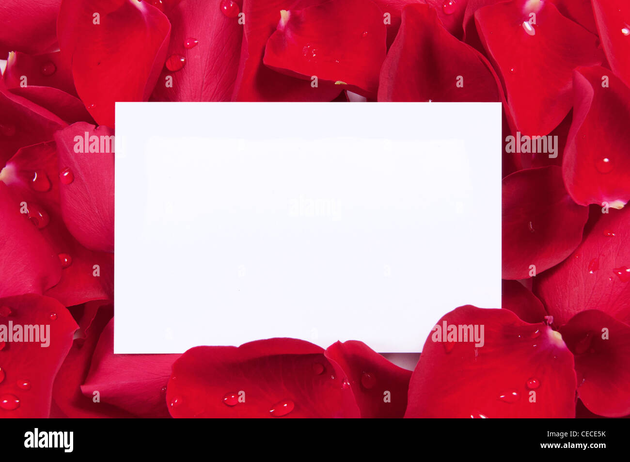 Blank message amongst red rose petals Stock Photo