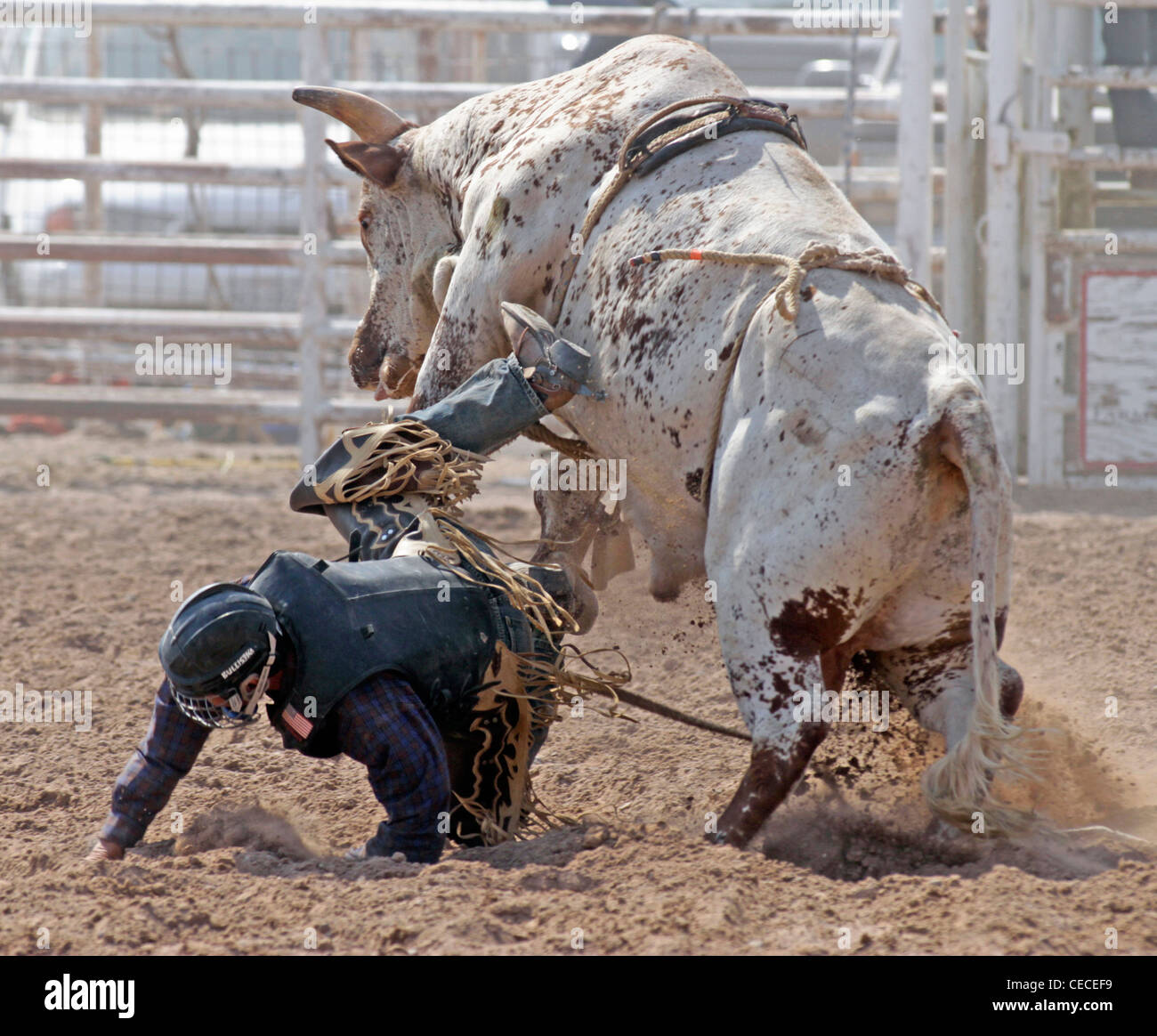 Chest Mount Bull Riding Bull falling hi-res stock photography and images - Alamy