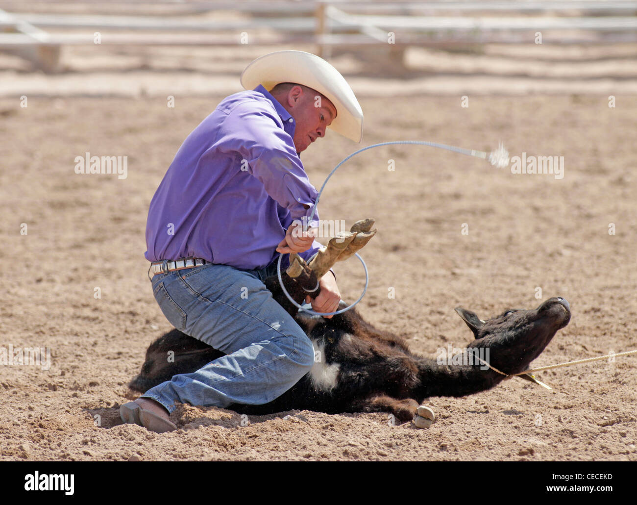 Socorro, New Mexico, USA. Man tying up a calf during the