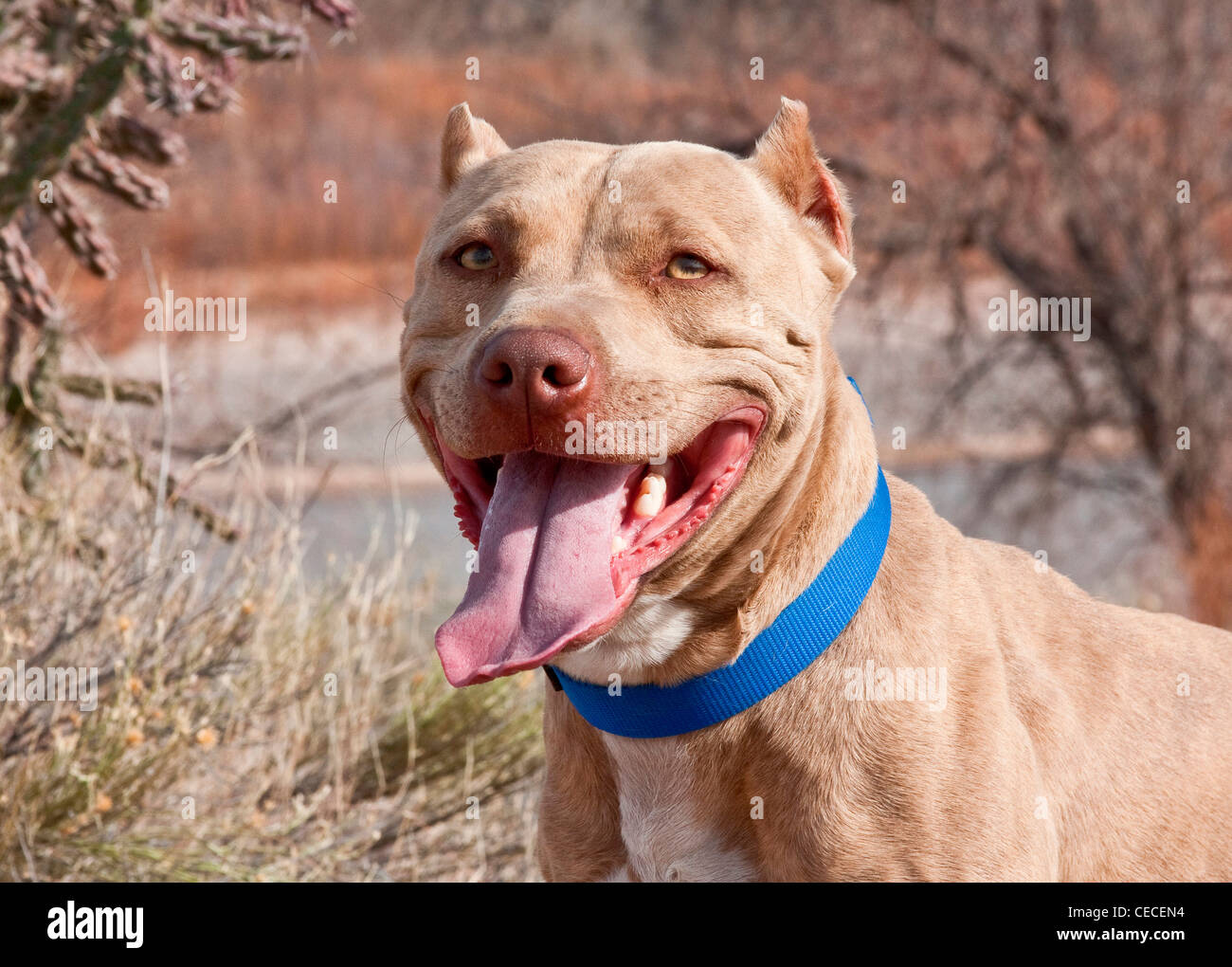 An American Pitt Bull Terrier dog standing with blue collar on smiling Stock Photo