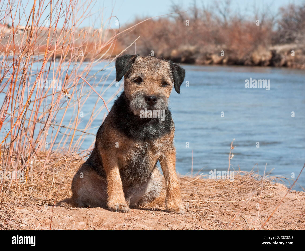 A Border Terrier sitting on the banks of the Rio Grande River in New Mexico Stock Photo