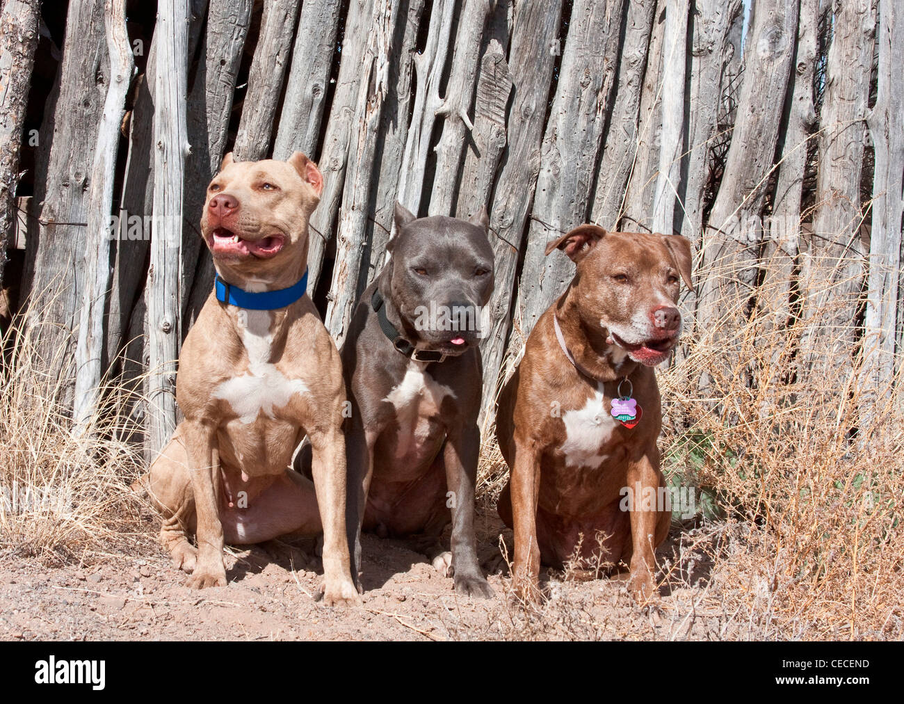 Three American Pitt Bull Terriers sitting against a coyote fence in New Mexico Stock Photo