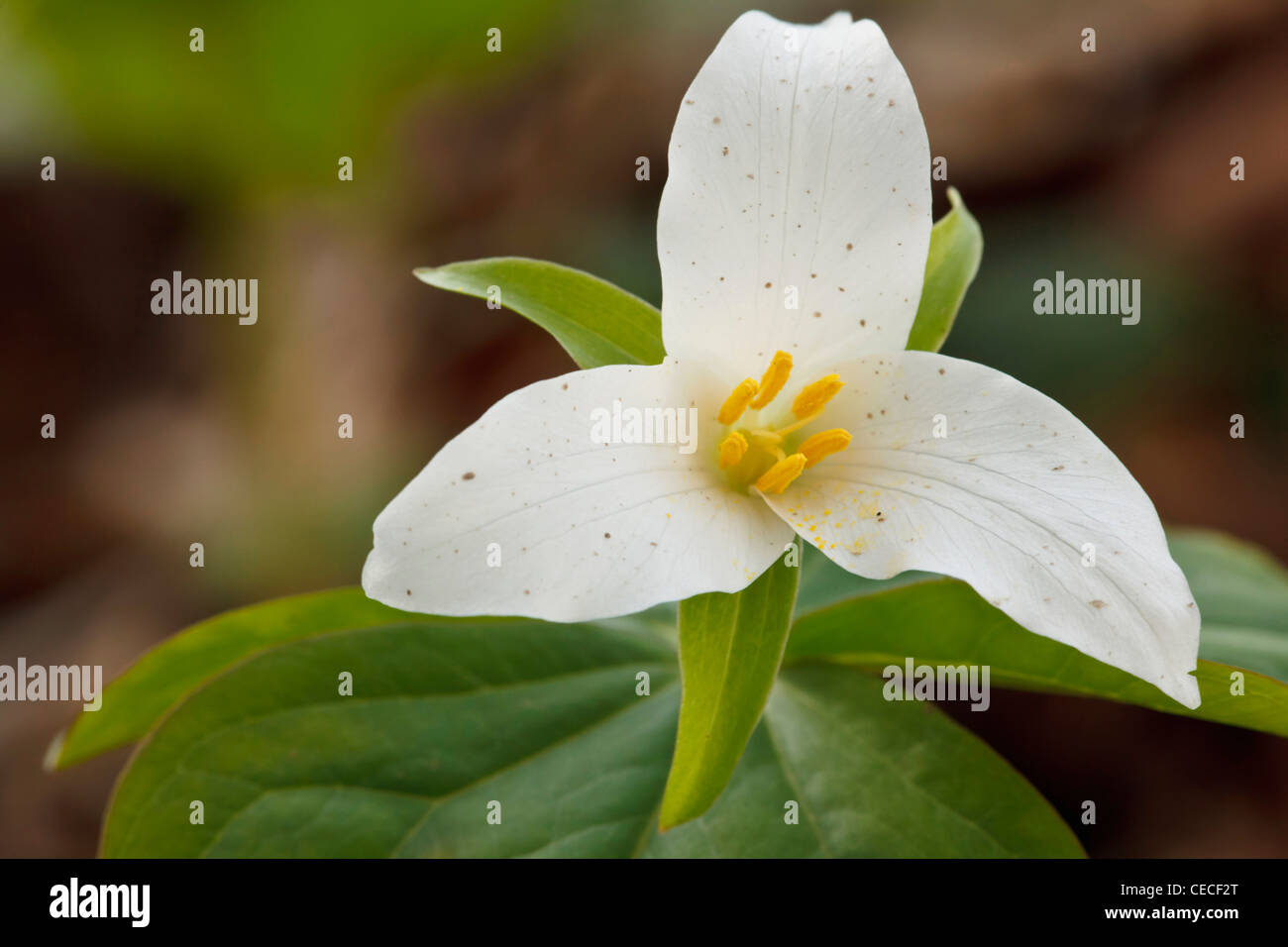 USA, Oregon, Keizer, Western Trillium (Trillium ovatum) Stock Photo