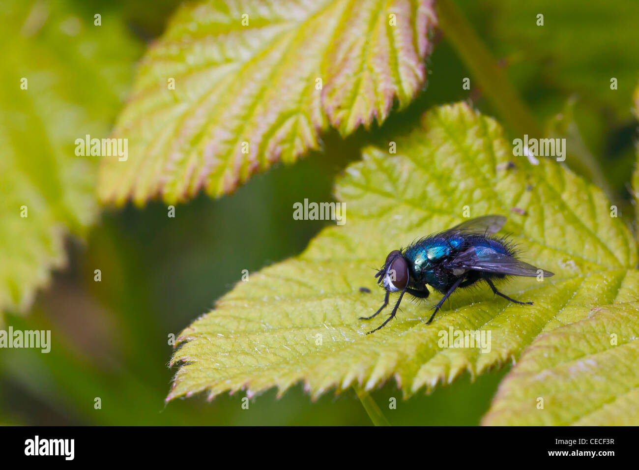 USA, Oregon, Eugene, Fern Ridge Wildlife Area, Blue Bottle Fly (Calliphora vomitoria) Stock Photo