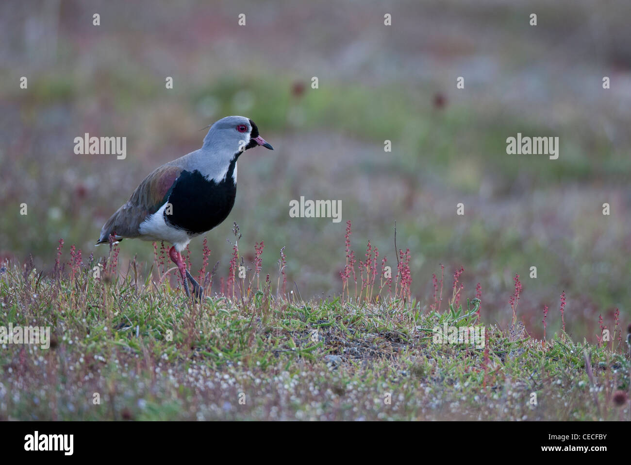 Southern Lapwing (Vanellus chilensis fretensis), Southern South America subspecies in Ushuaia, Tierra Del Fuego, Argentina. Stock Photo