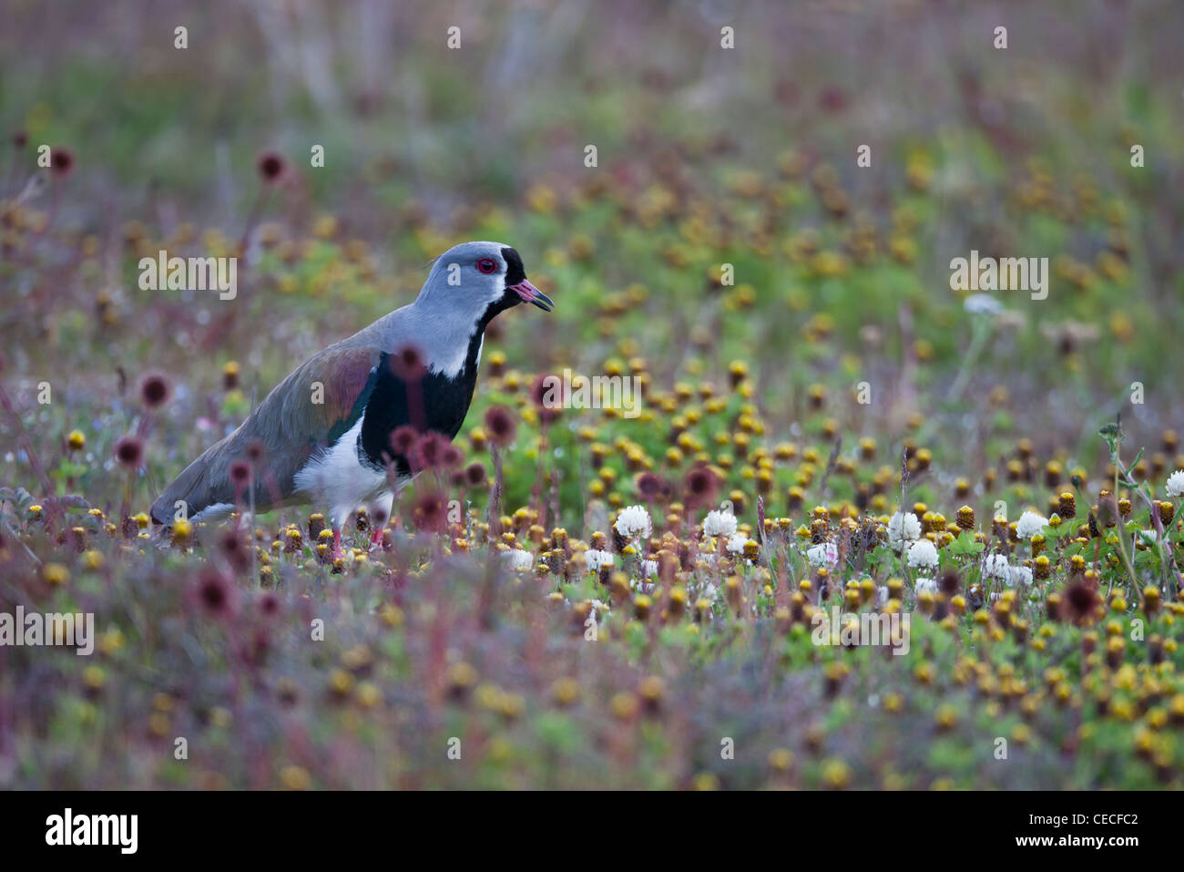 Southern Lapwing (Vanellus chilensis fretensis), Southern South America subspecies in Ushuaia, Tierra Del Fuego, Argentina. Stock Photo