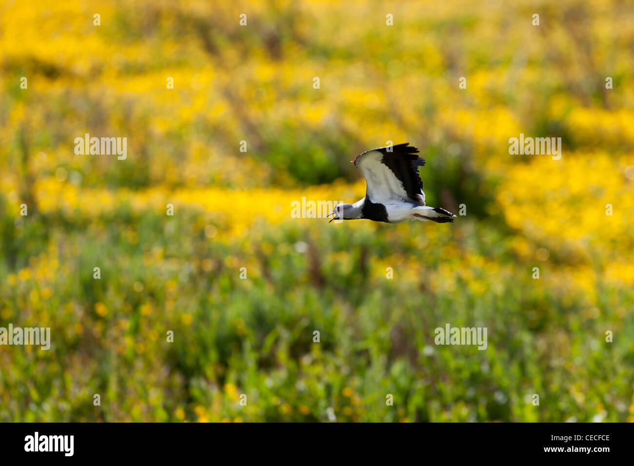 Southern Lapwing (Vanellus chilensis fretensis), Southern South America subspecies Stock Photo