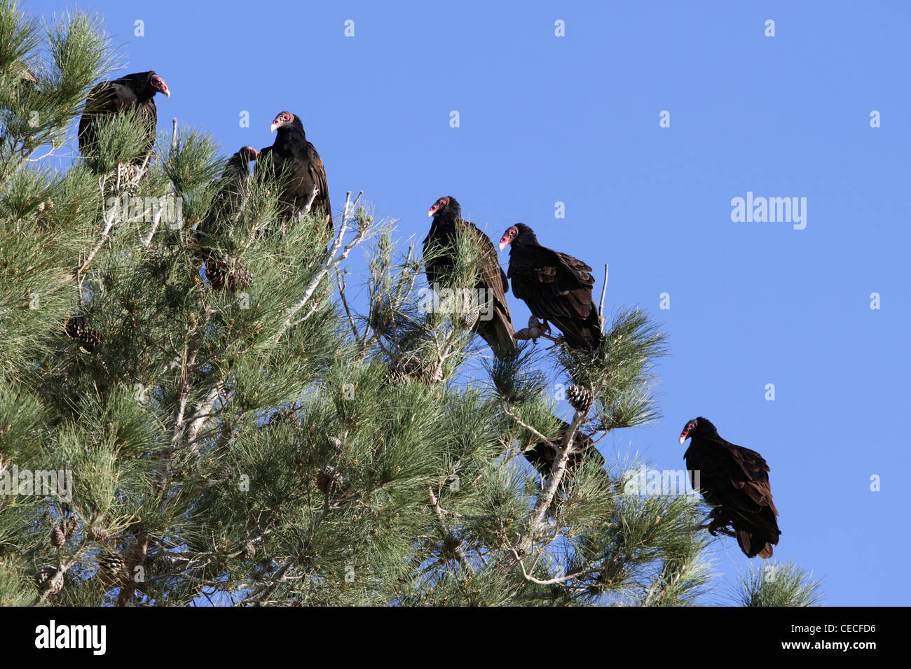Turkey vultures (Cathartes aura), also called turkey buzzards, common bird of the United States. Stock Photo
