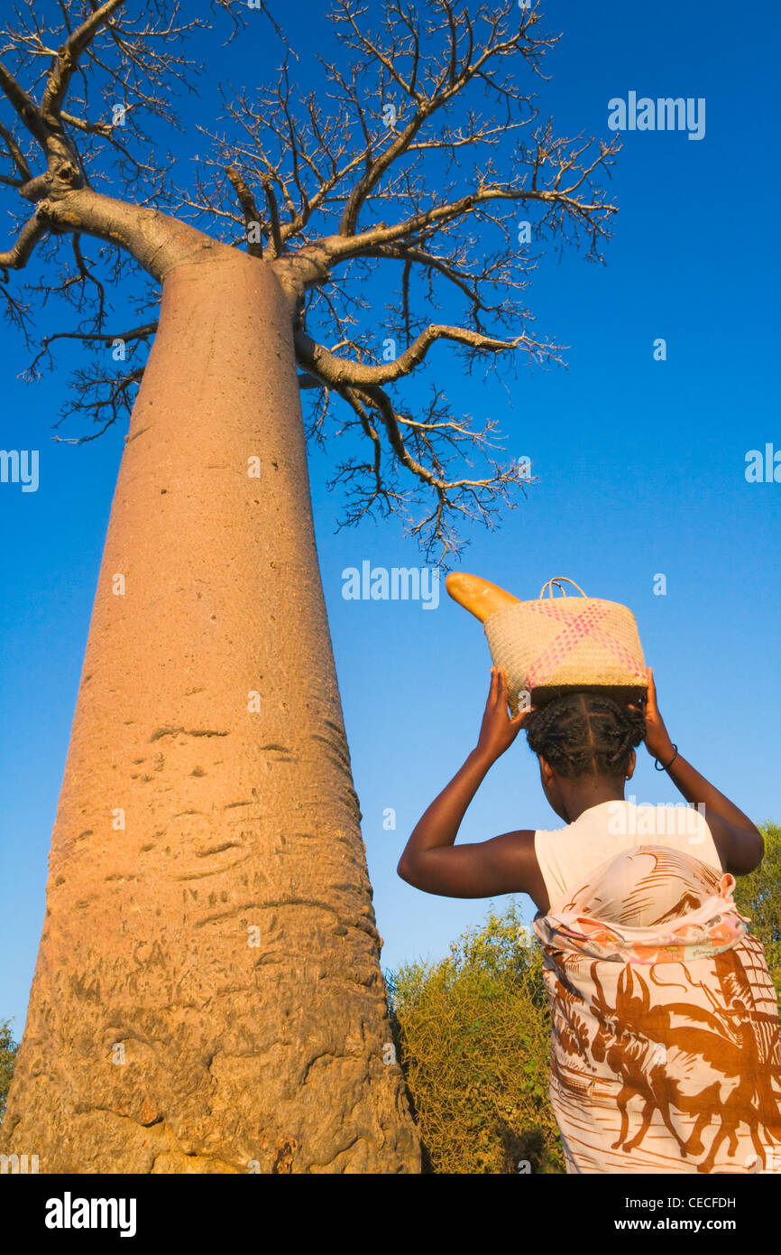 Toliara baobab hires stock photography and images Alamy