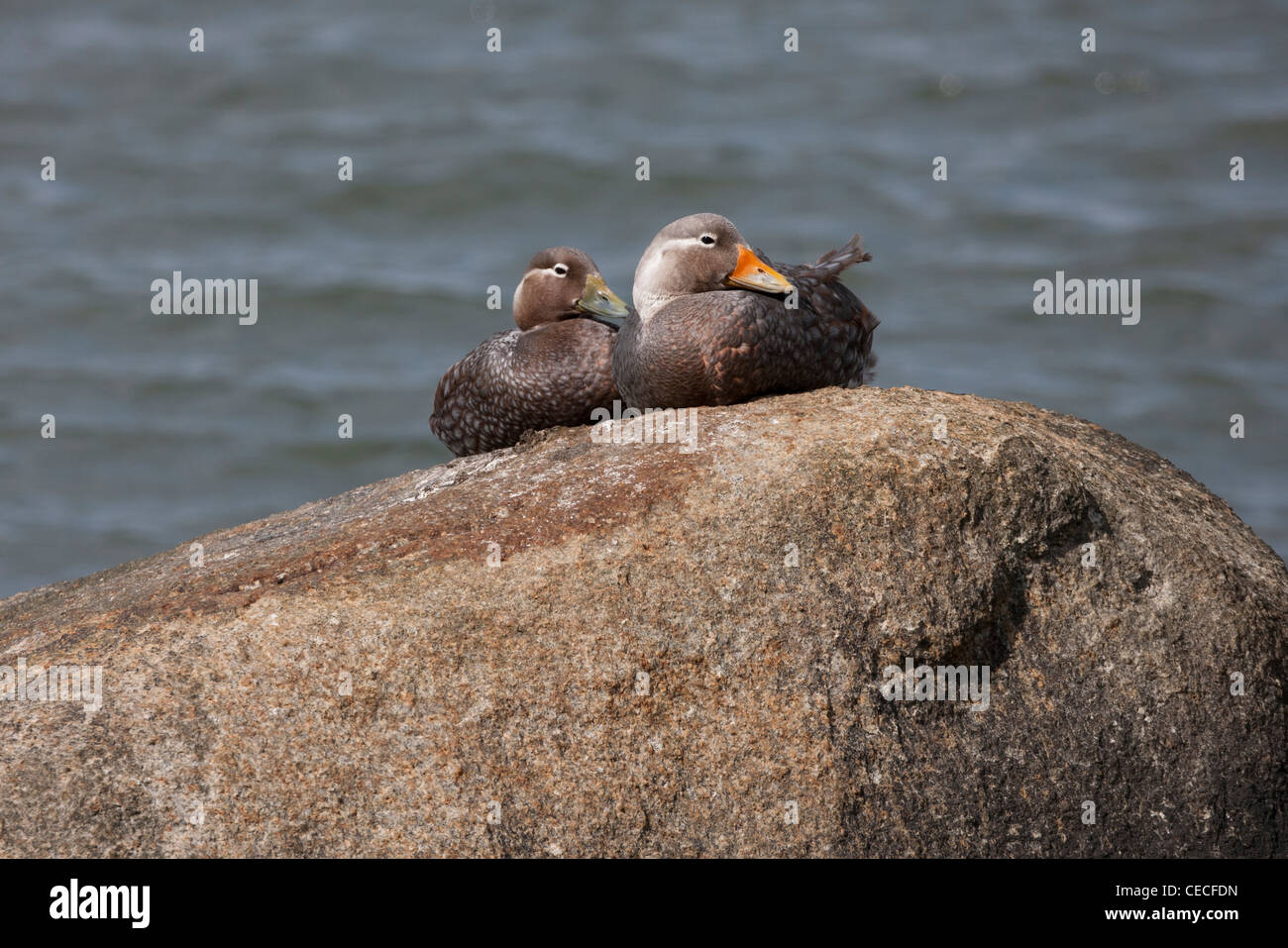 Flying steamer duck hires stock photography and images Alamy