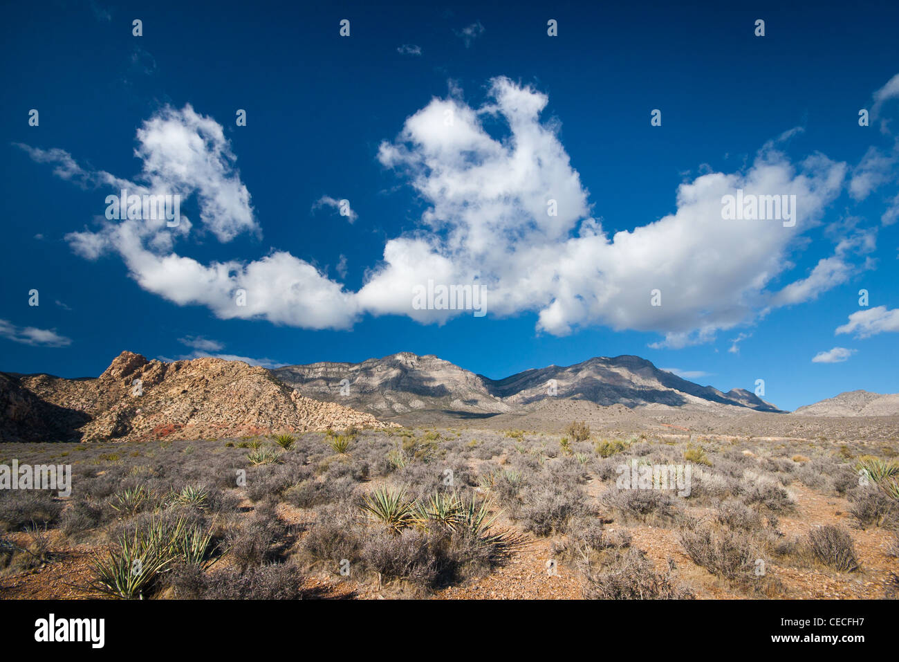 Red Rock Canyon Conservation Area in the Mojave Desert near Las Vegas, Nevada, USA Stock Photo