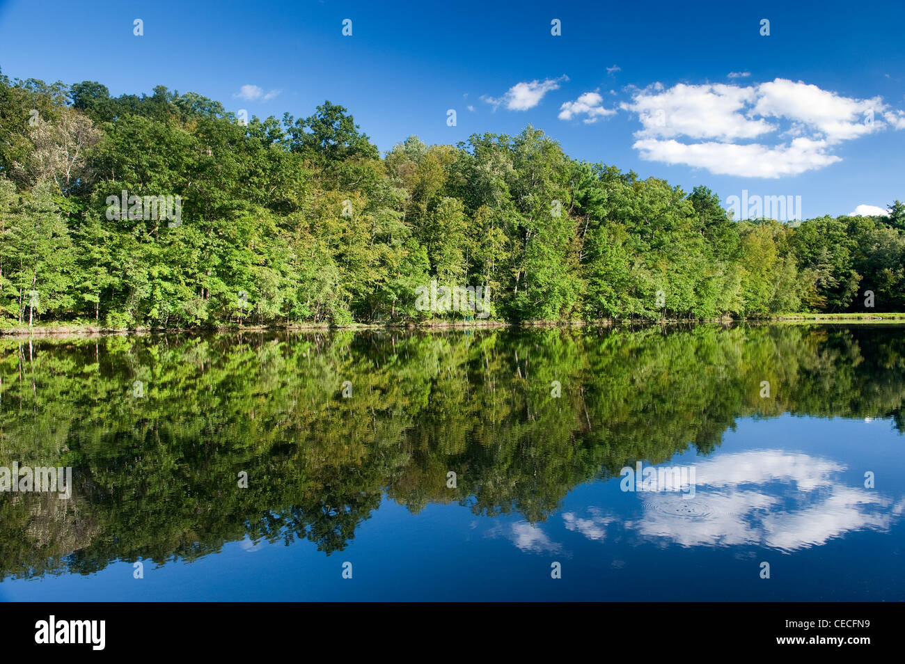 Woodland reflected in quiet lake at Bushkill falls in the Poconos