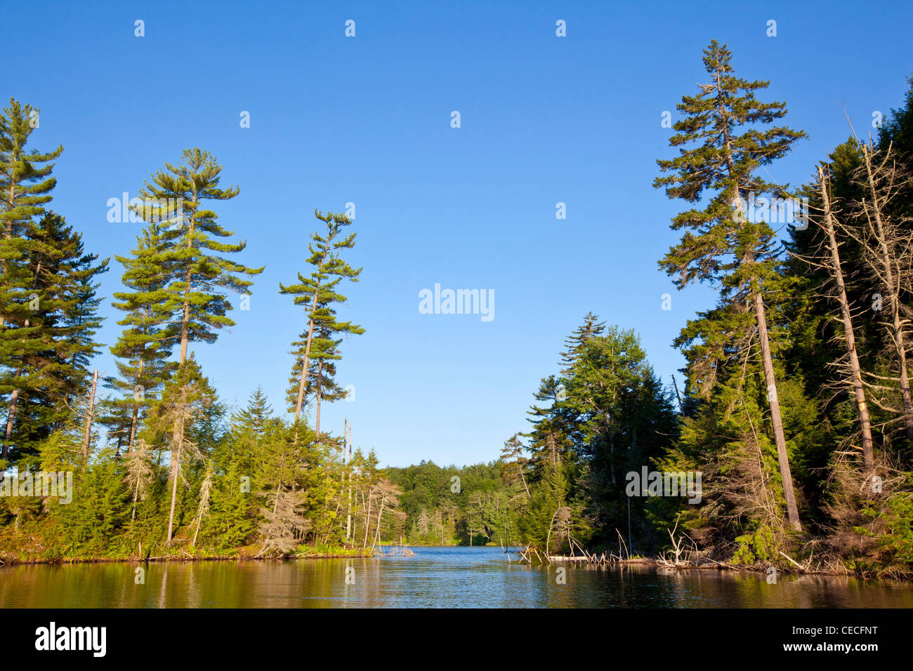 White Pine trees on the shoreline of Perch Pond in Zack Woods, Wolcott, Vermont. Stock Photo