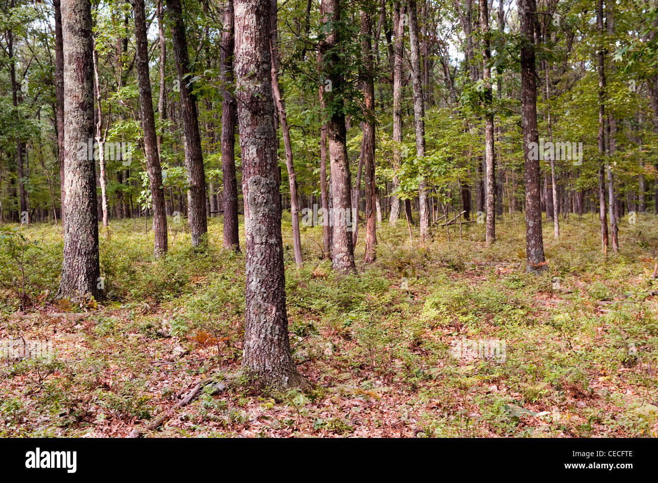 Deciduous woodland habitat in the Ponocos area of Pennsylvania, USA. Stock Photo