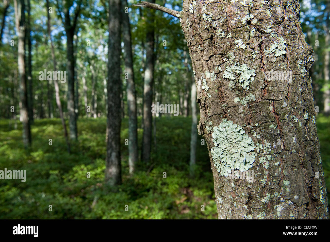 Oak trunk with lichen on in deciduous woodland habitat in the Ponocos area of Pennsylvania, USA. Stock Photo