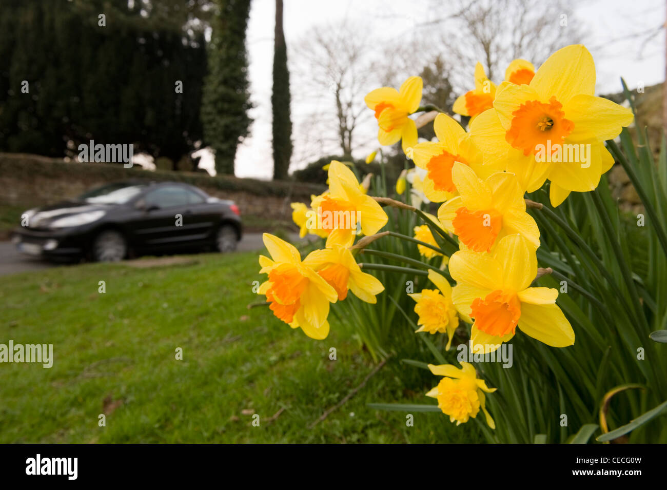 Bright colourful display of yellow orange spring flowers (beautiful flowering daffodils or narcissi) growing by road (& car) - Yorkshire, England, UK. Stock Photo