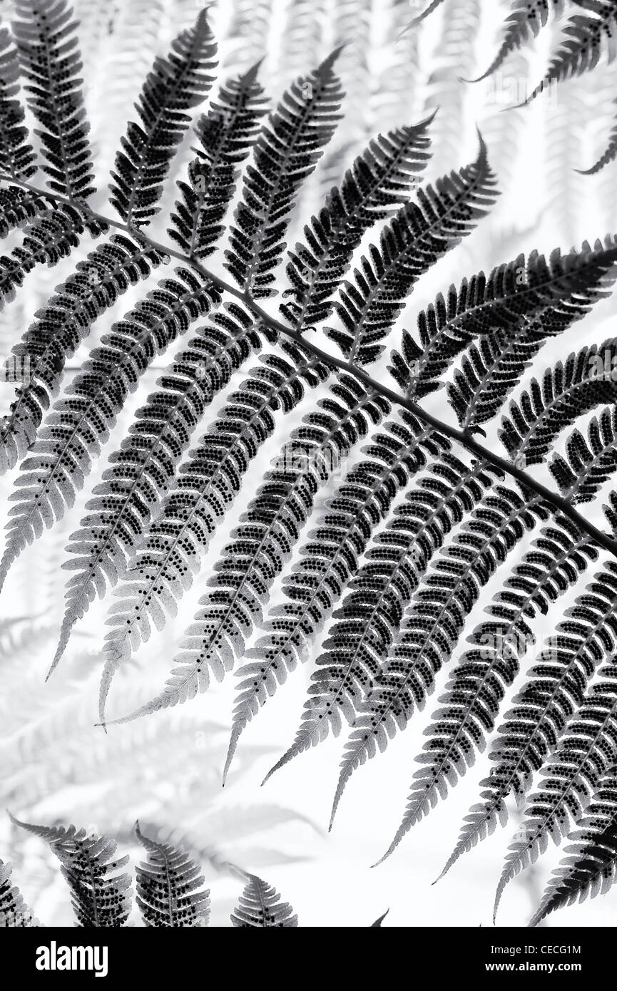 Dicksonia antarctica. Soft Tree fern frond pattern. Monochrome Stock Photo