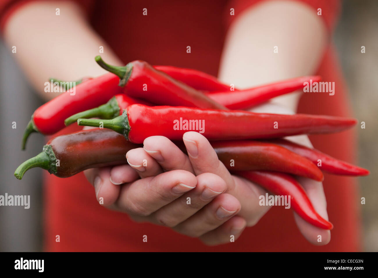 Person holding red hot chilli peppers Stock Photo
