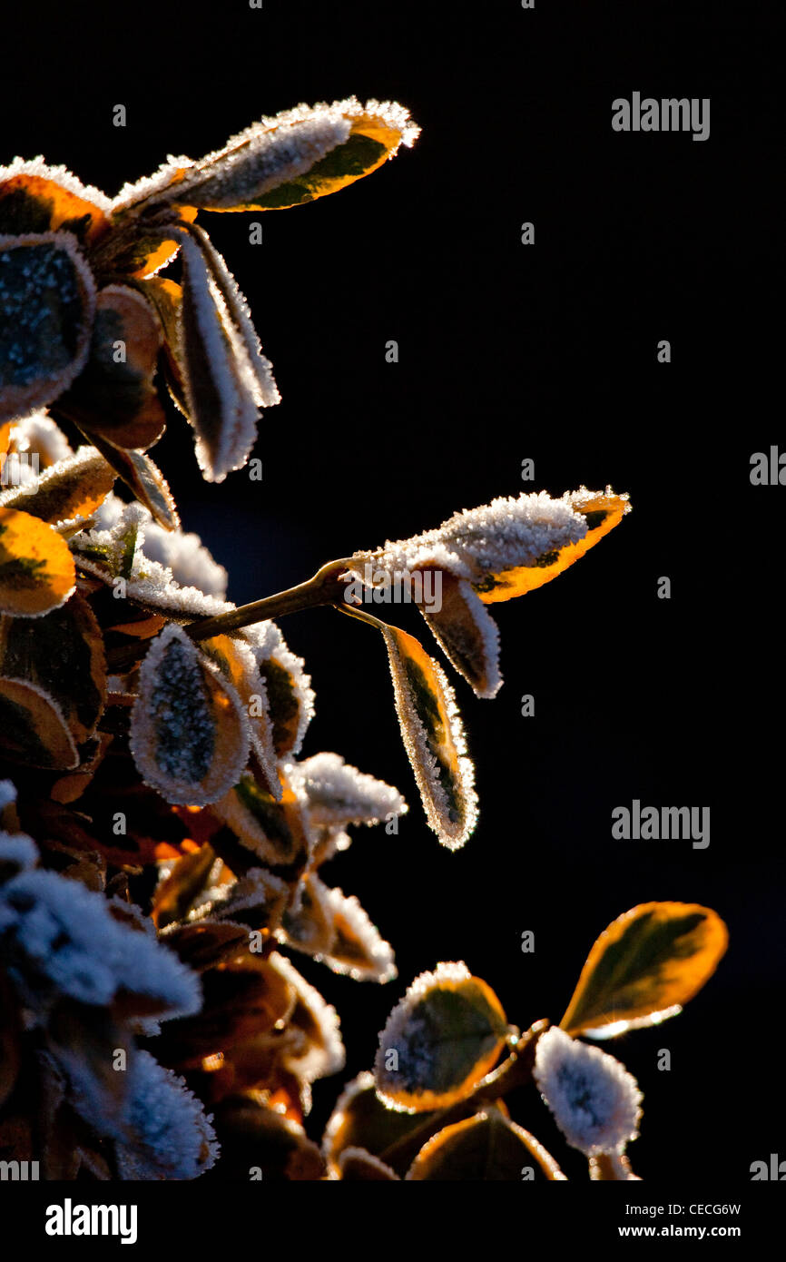 Euonymus plant coated in frost, backlit on black background Stock Photo