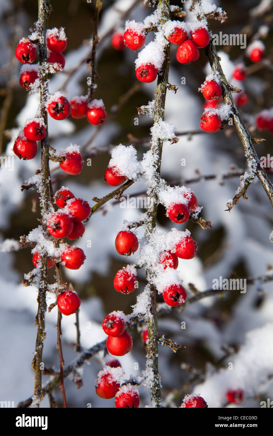 Cotoneaster berries with a dusting of snow Stock Photo