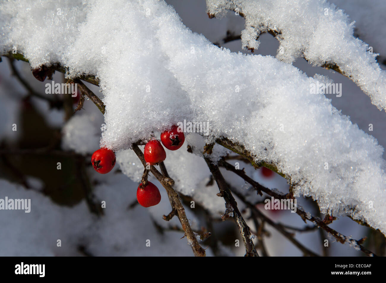 Snow laden cotoneaster with red berries Stock Photo
