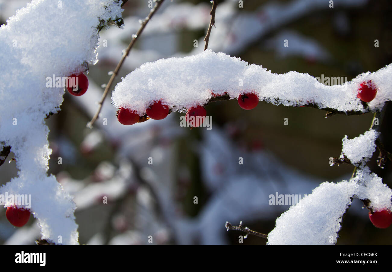 Snow laden branch of cotoneaster with red berries Stock Photo