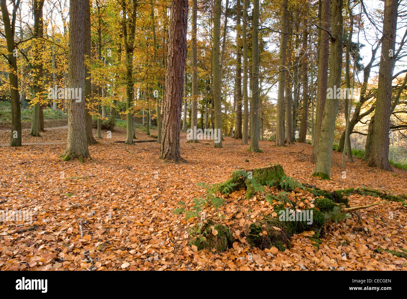 Autumn carpet of golden brown leaves, trees & tree stump in scenic peaceful woodland - Strid Woods, Bolton Abbey Estate, Yorkshire Dales, England, UK Stock Photo
