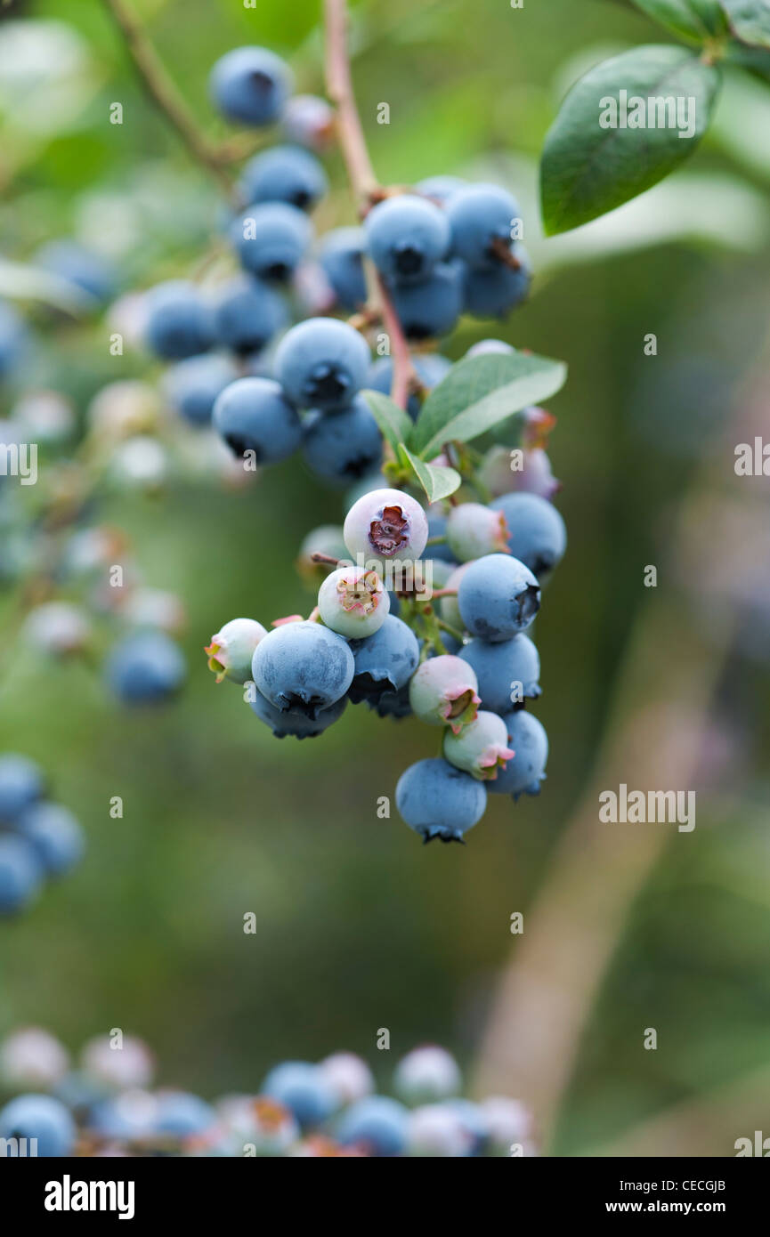 Vaccinium corymbosum. Blueberry  'Jersey'  fruit on a bush Stock Photo