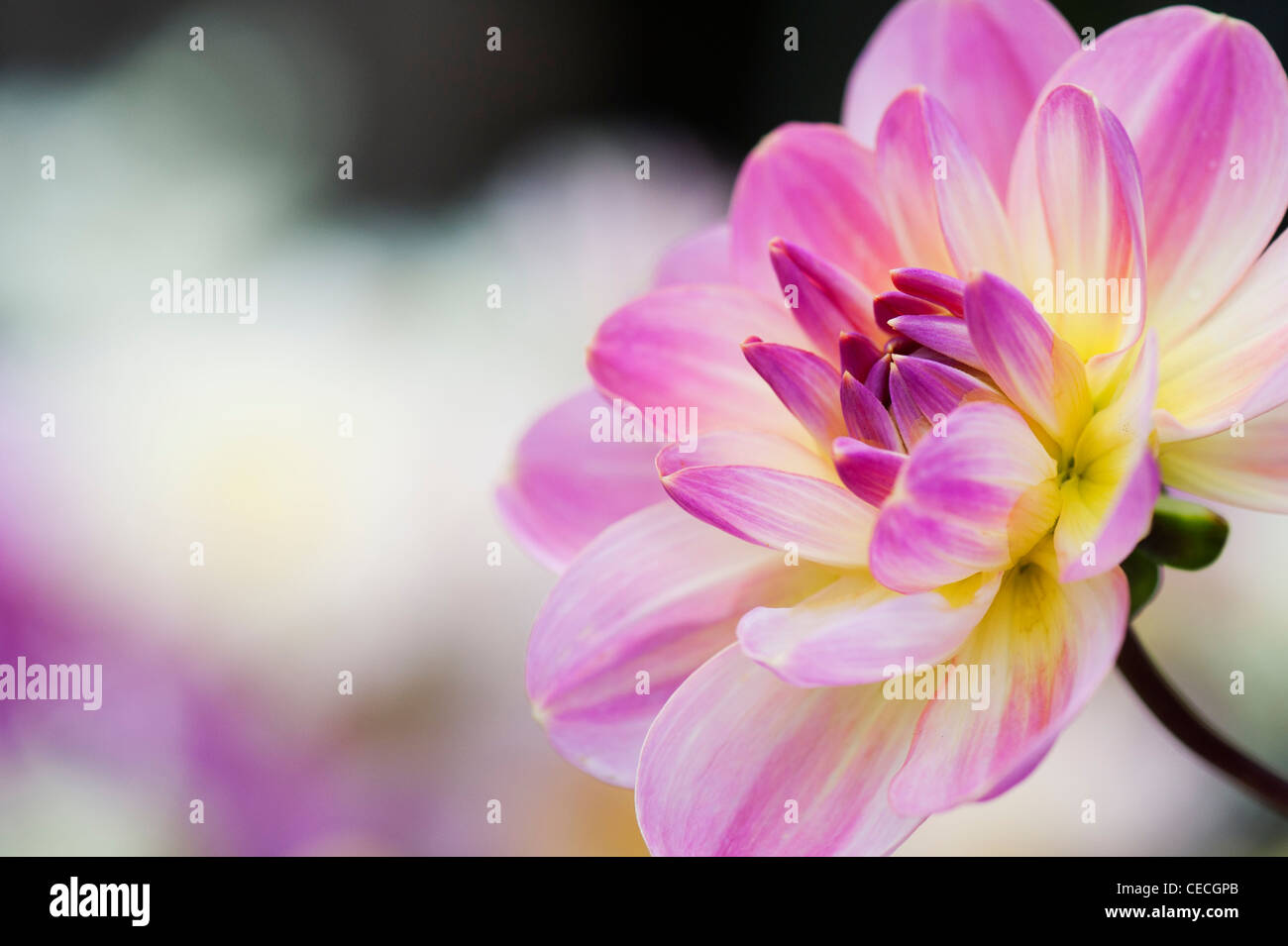 Dahlia 'Oriental Dream' flower. Waterlily Dahlia. Stock Photo