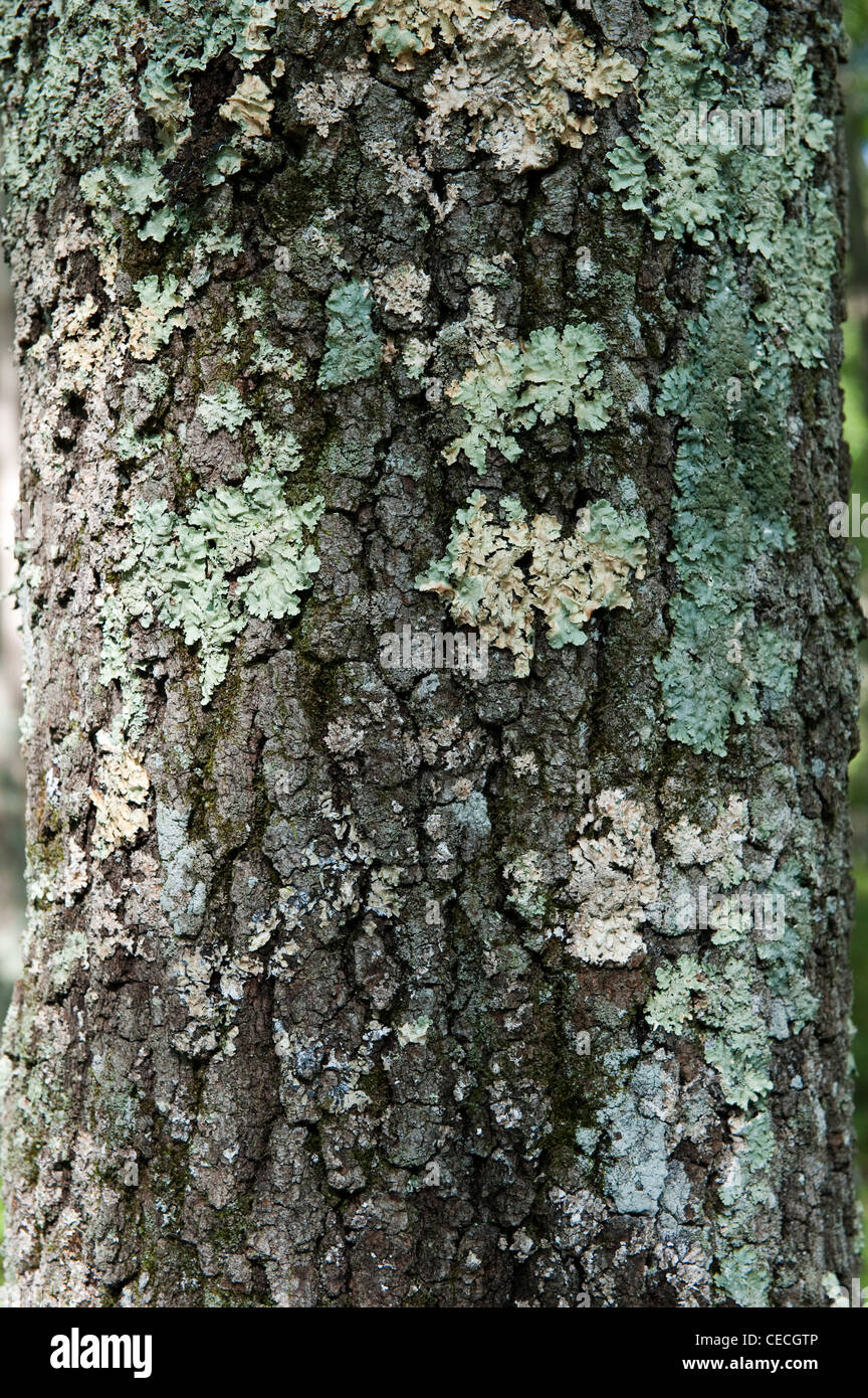 Oak trunk with lichen on in deciduous woodland habitat in the Ponocos area of Pennsylvania, USA Stock Photo