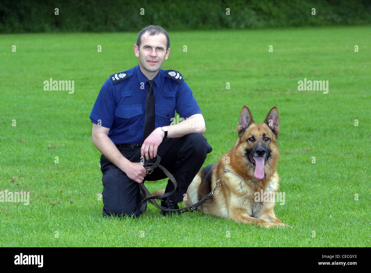 Police dog with handler, UK Stock Photo Alamy