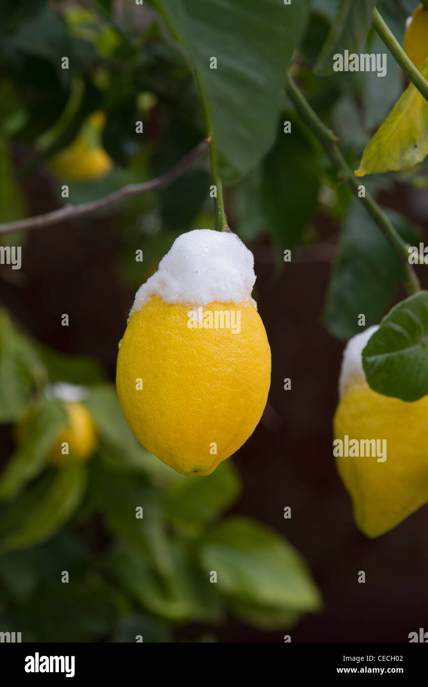 Lemon lemons tree citrus winter snow majorca mallorca plants fruits hi
