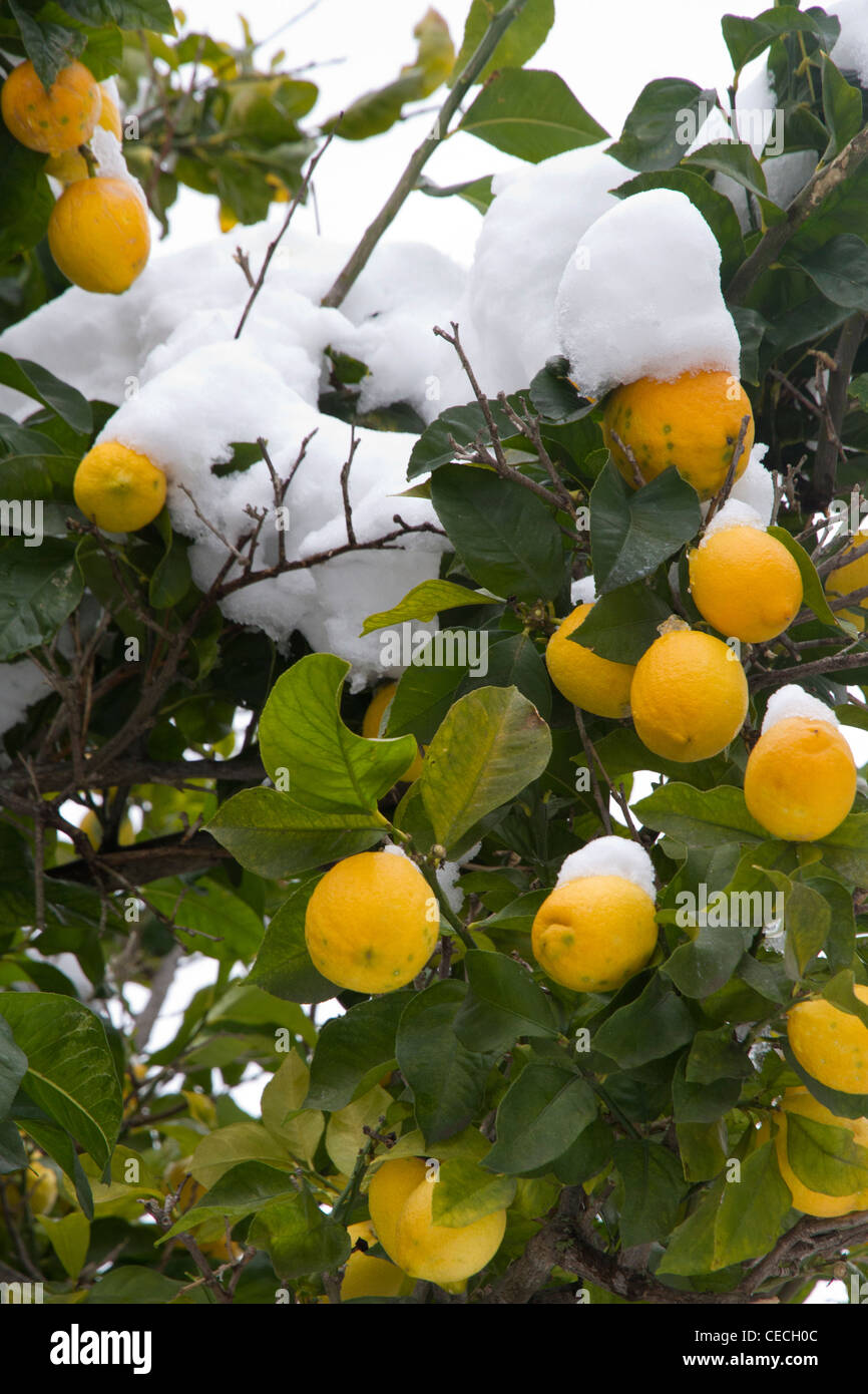 Lemon lemons tree citrus winter snow majorca mallorca plants fruits hi