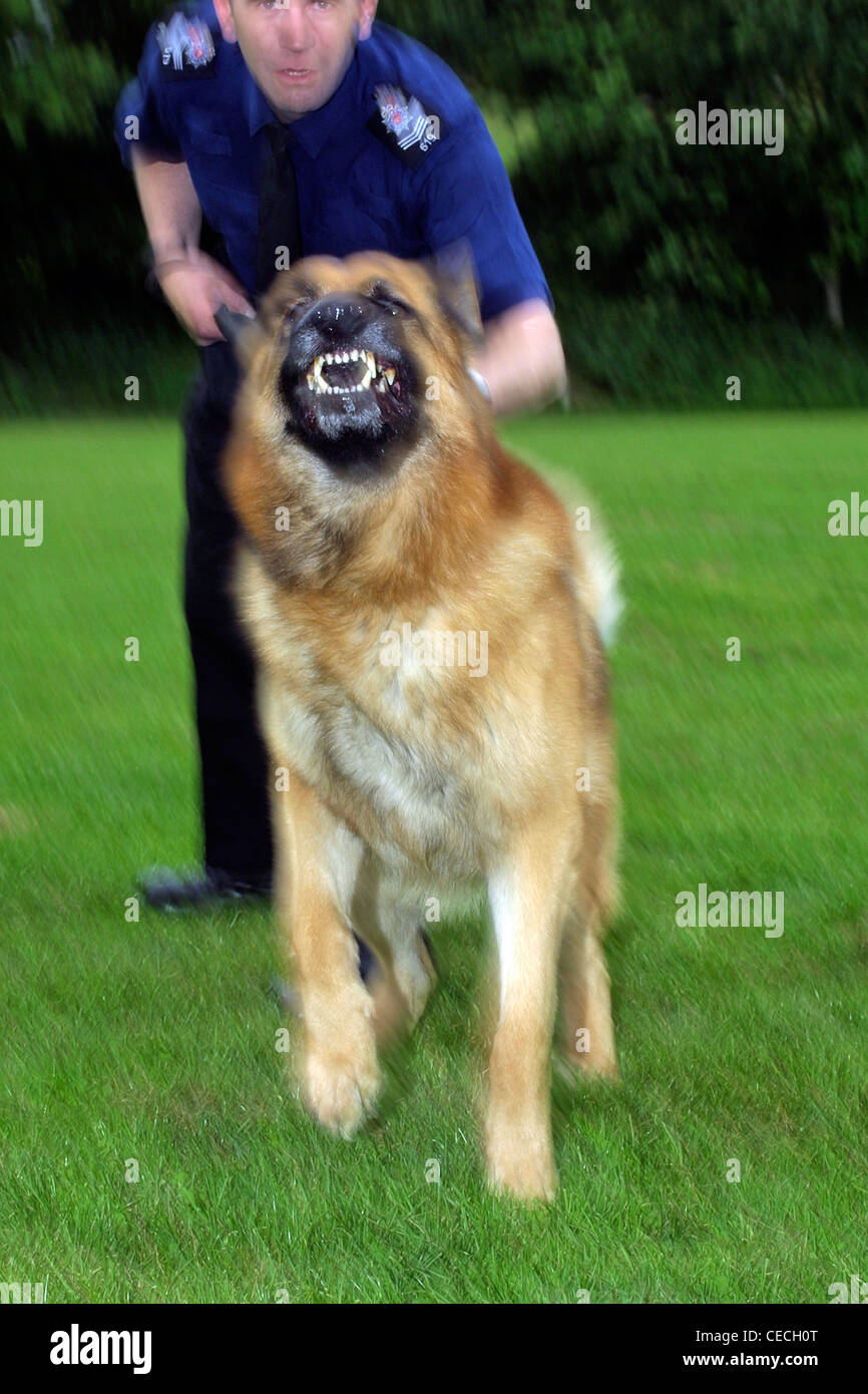 Police dog with handler, UK Stock Photo Alamy