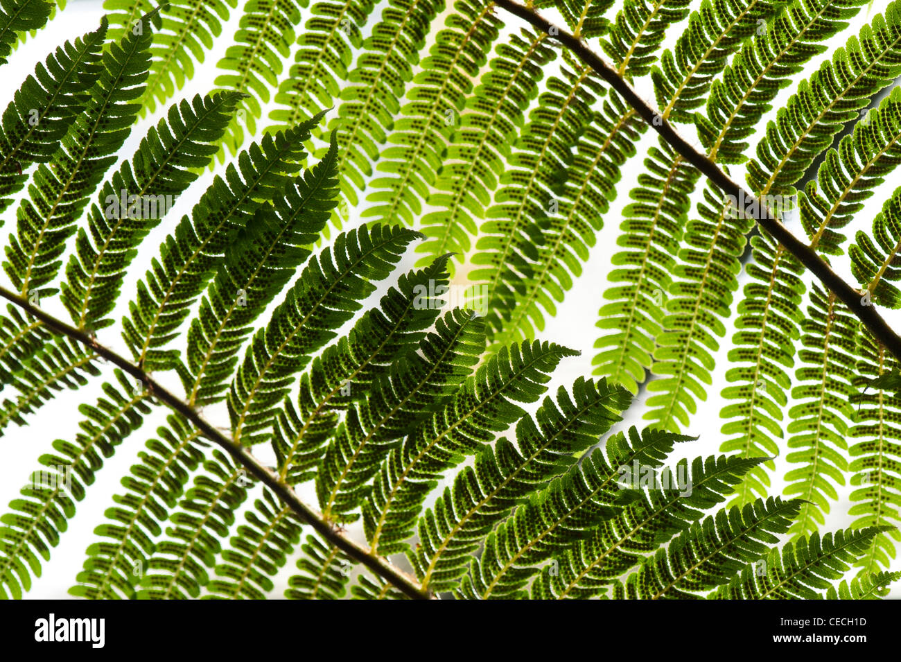Dicksonia antarctica. Tree fern frond pattern Stock Photo