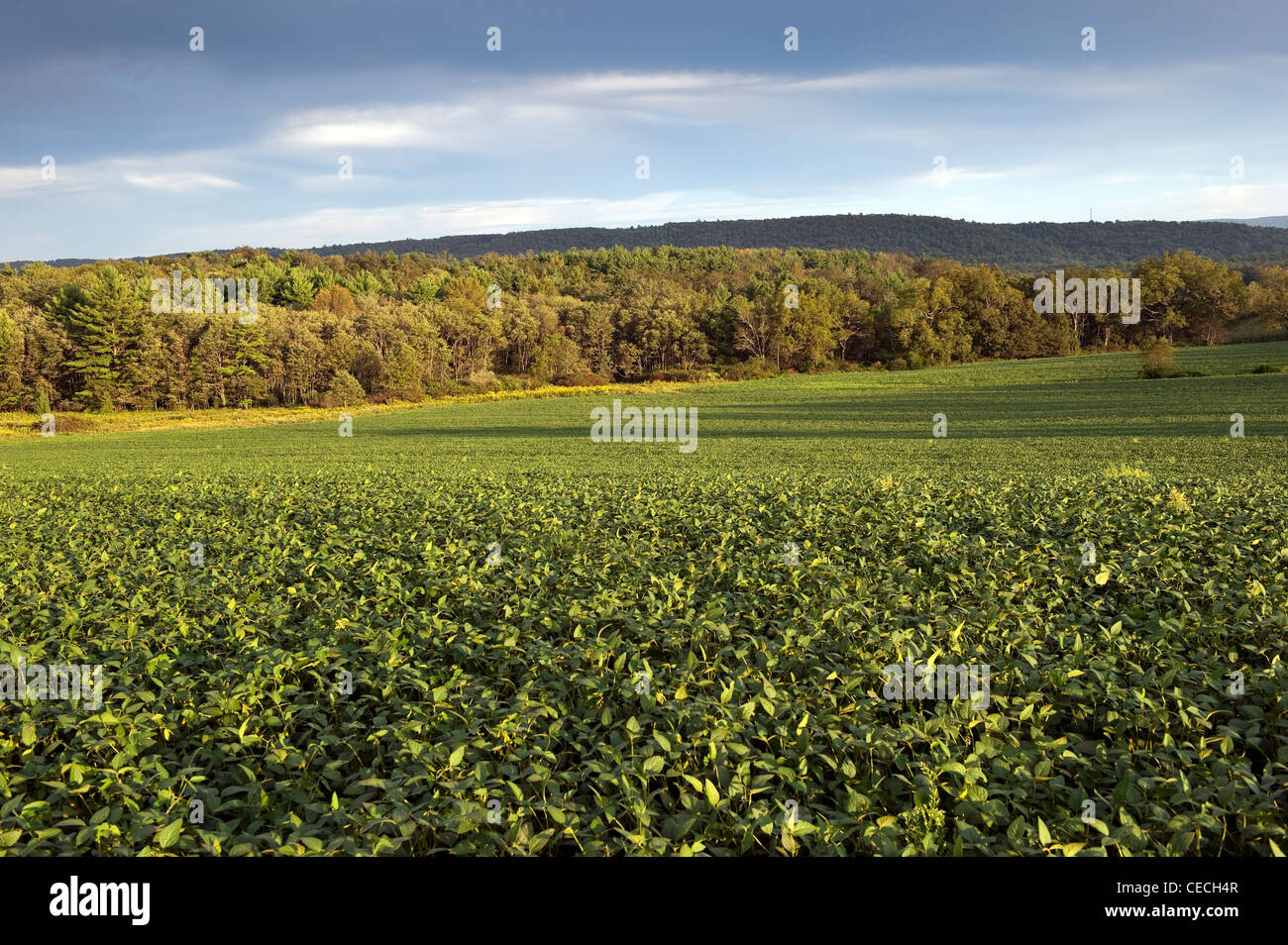 Field of soya hi-res stock photography and images - Alamy