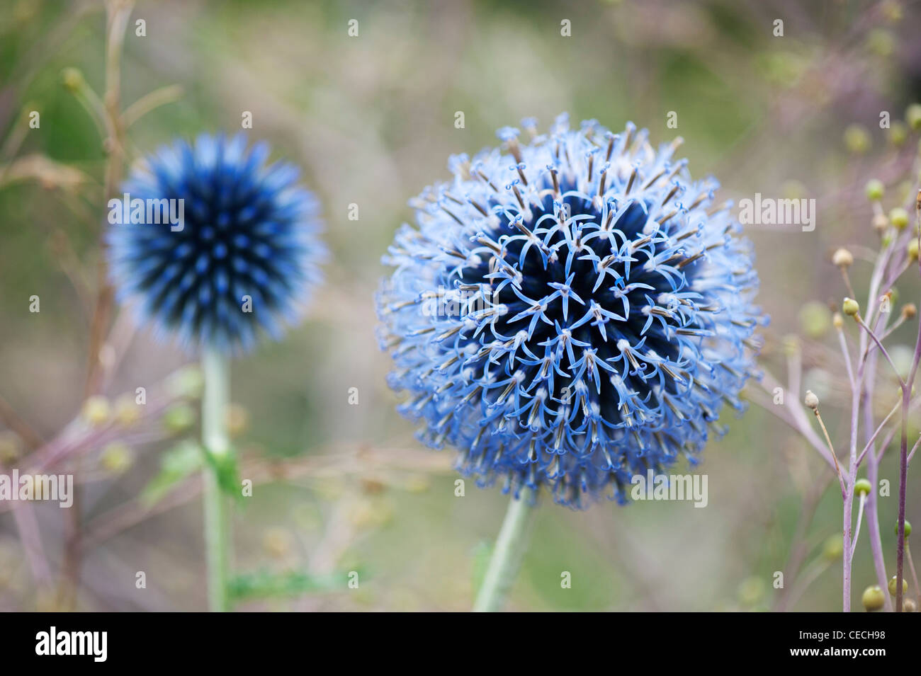 Echinops ritro veitch's blue. Globe thistle flower in an English garden