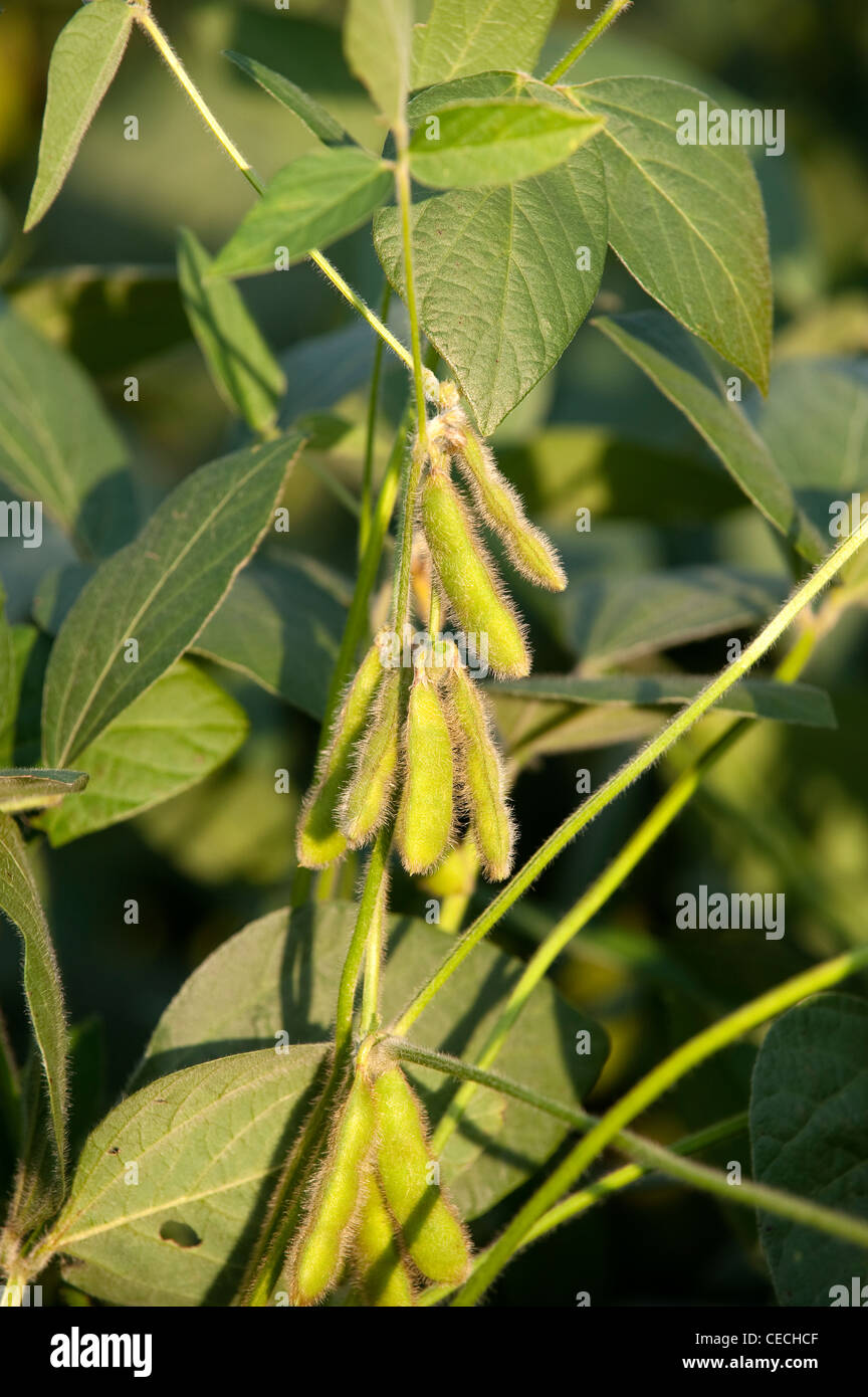 Soya Bean pods on plant. Pennsylvania, USA. Stock Photo