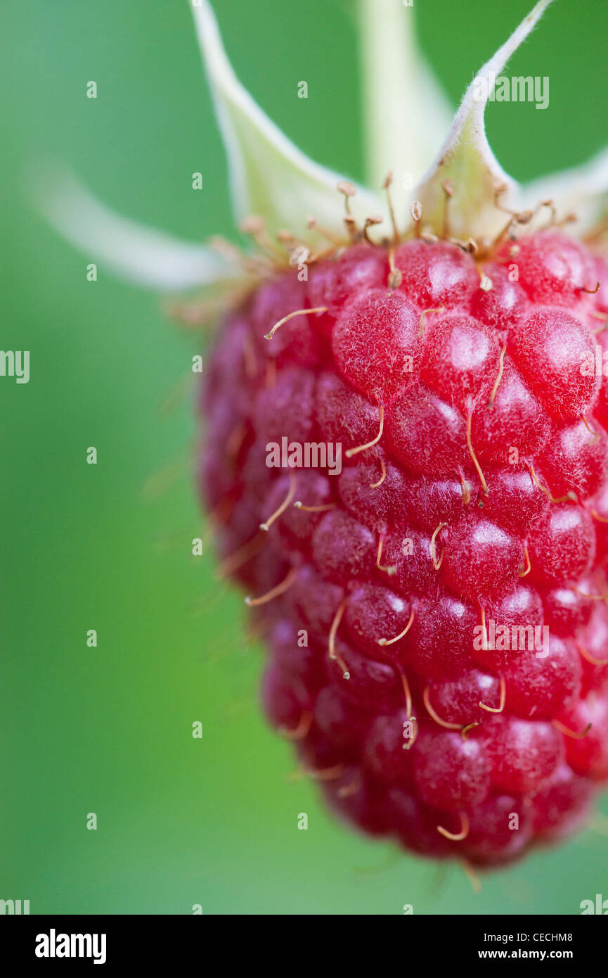 Rubis Idaeus . Raspberry fruit on the bush Stock Photo