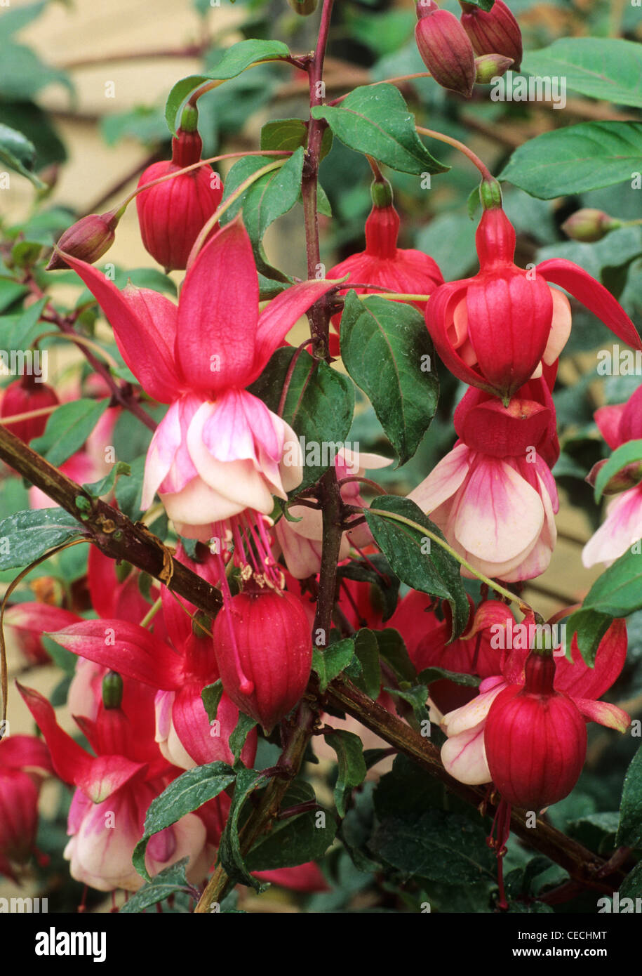 Fuchsia 'Prosperity'  red and white flower flowers fuchsias garden plant plants Stock Photo