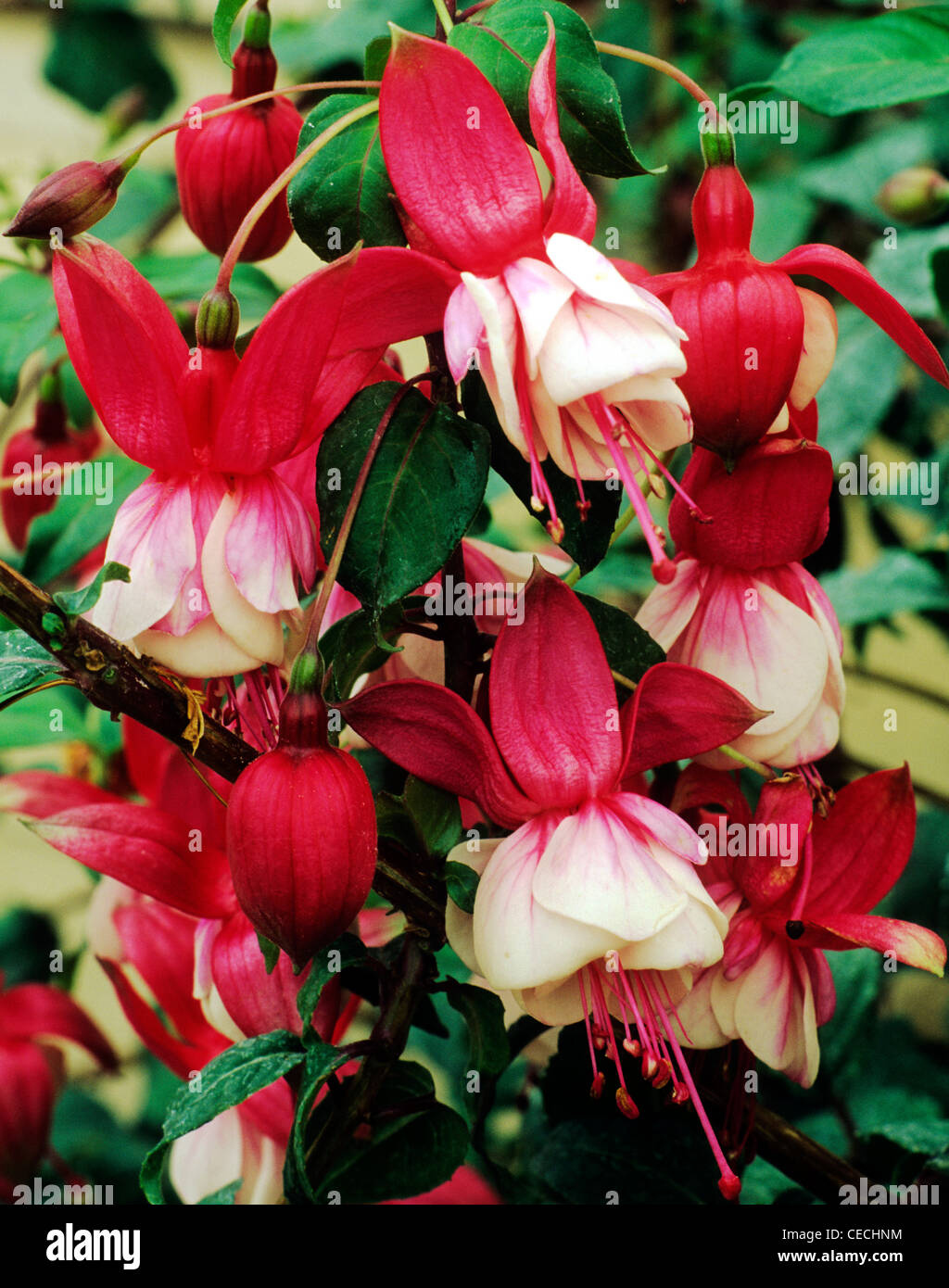 Fuchsia 'Prosperity' red and white flower flowers fuchsias garden plant