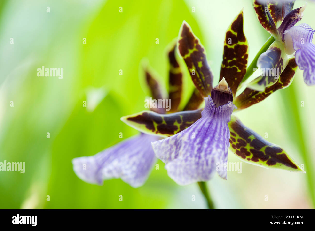 Zygopetalum clayi orchid flower Stock Photo