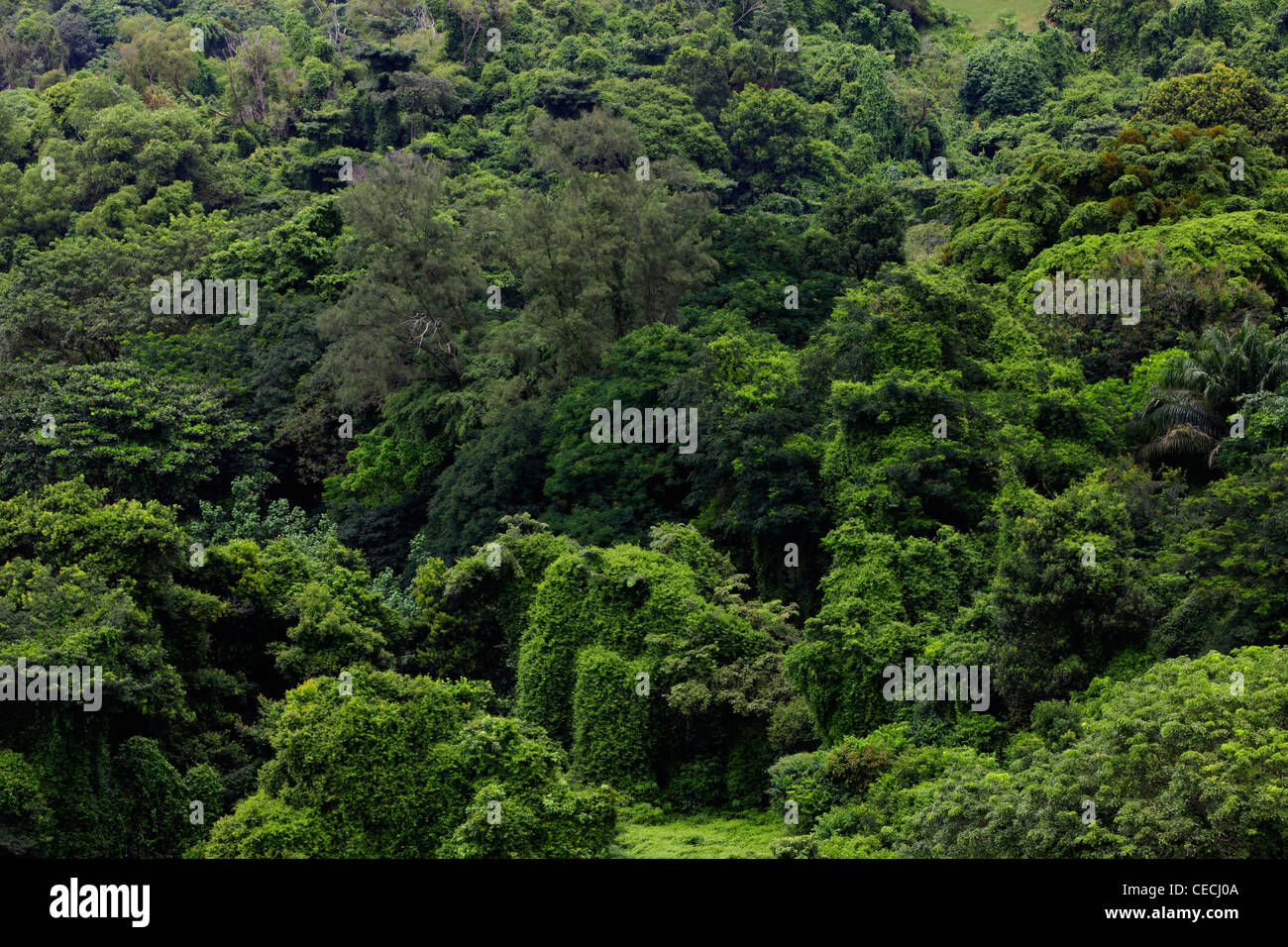 Arial view of tropical trees. Stock Photo