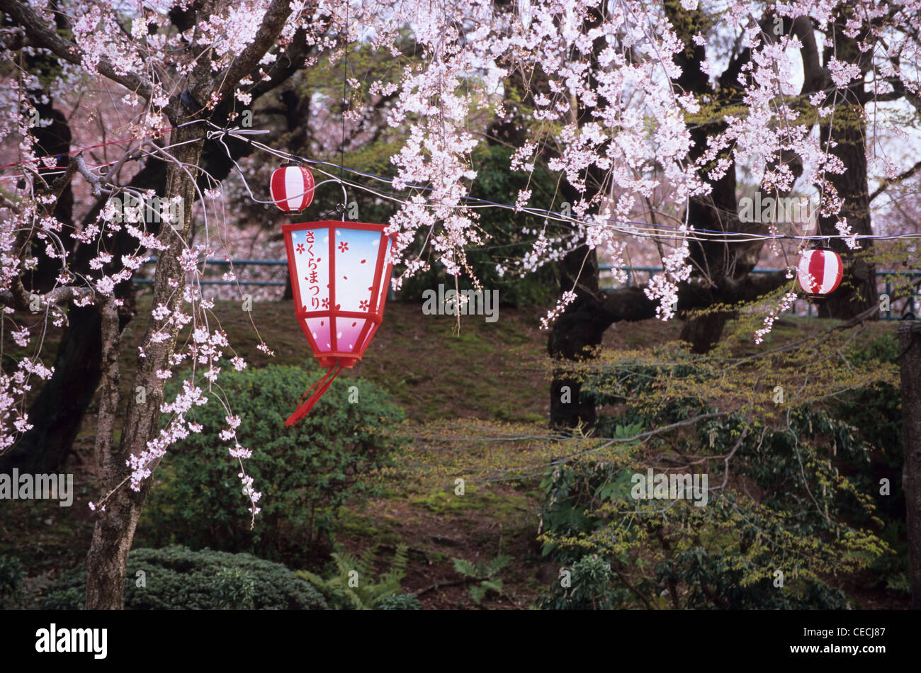 Cherry blossom and lanterns, Nagoya Castle grounds, Aichi Prefecture ...