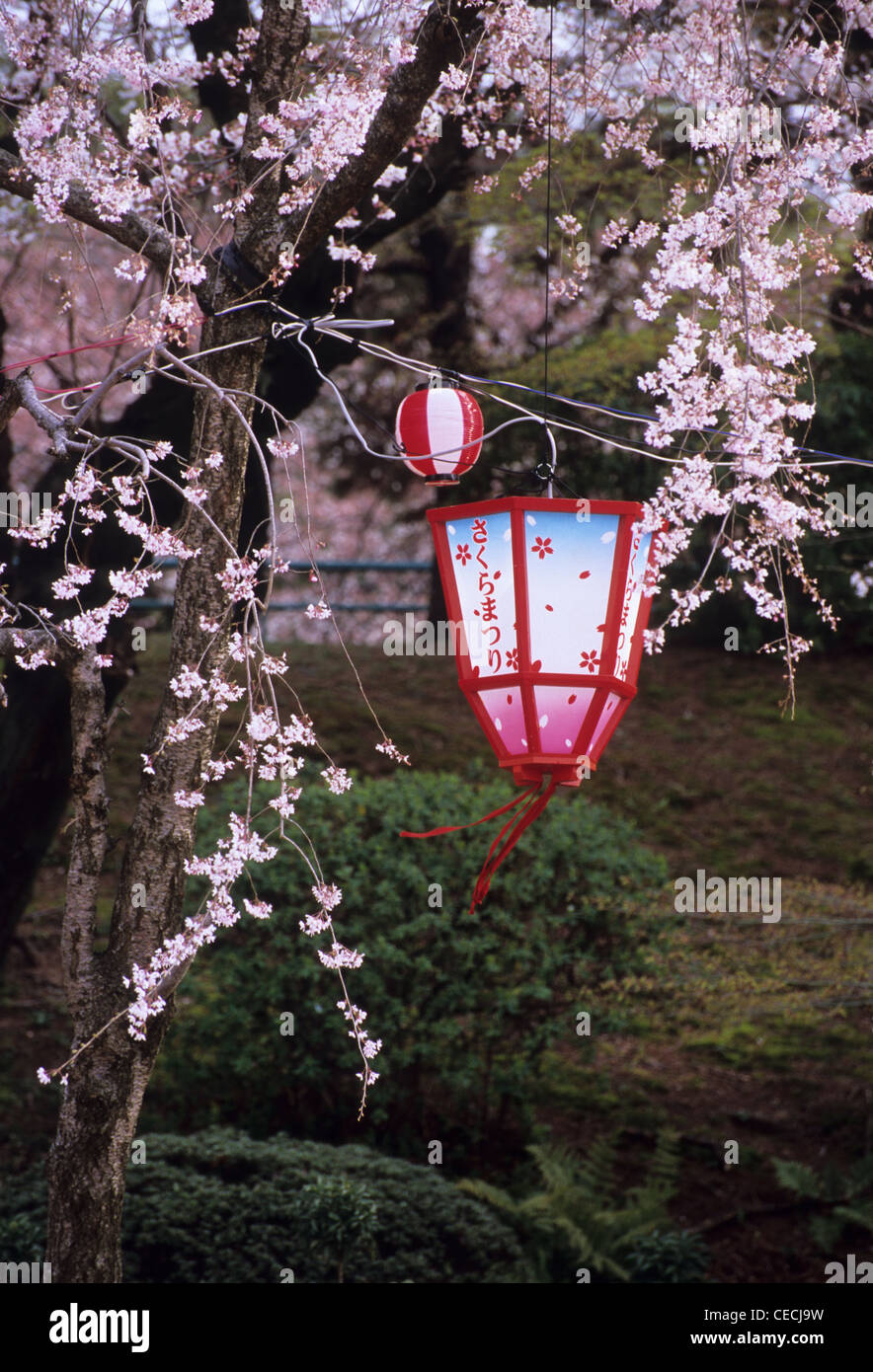 Cherry blossom and lanterns, Nagoya Castle grounds, Aichi Prefecture ...