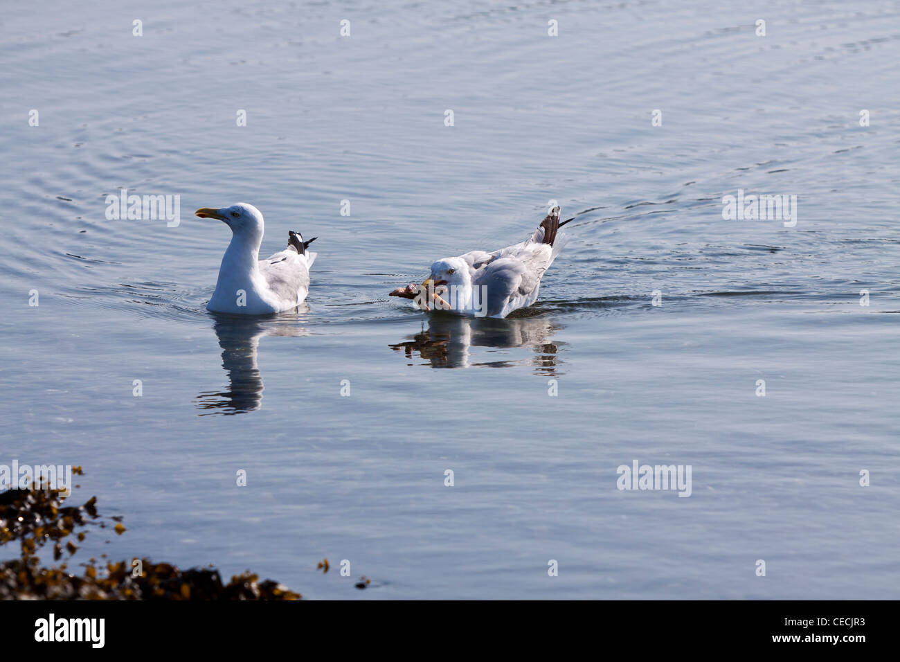 Starfish sea hi-res stock photography and images - Alamy