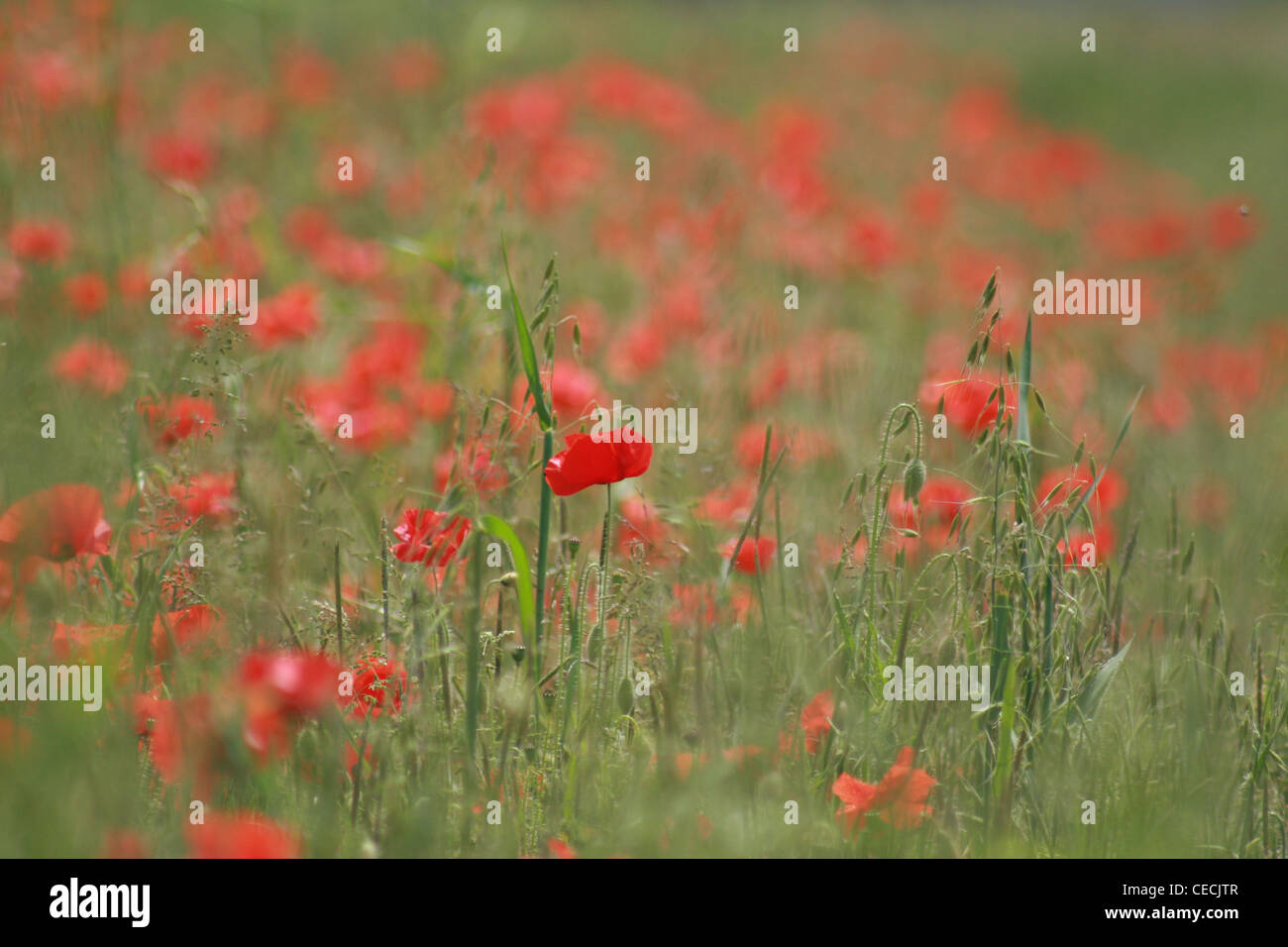 Blurred Crowd And Standing Still High Resolution Stock Photography and ...